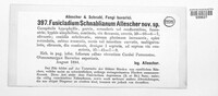 Fusicladium schnablianum image
